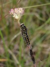 Chenille Machaon